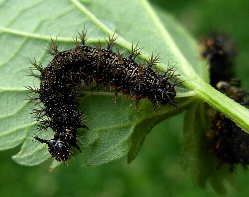Araschnia levana